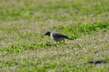 Mon, 12/12/2022 Birding report at 酒匂川河口