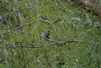 2018年3月9日(金) 道場の野鳥観察記録