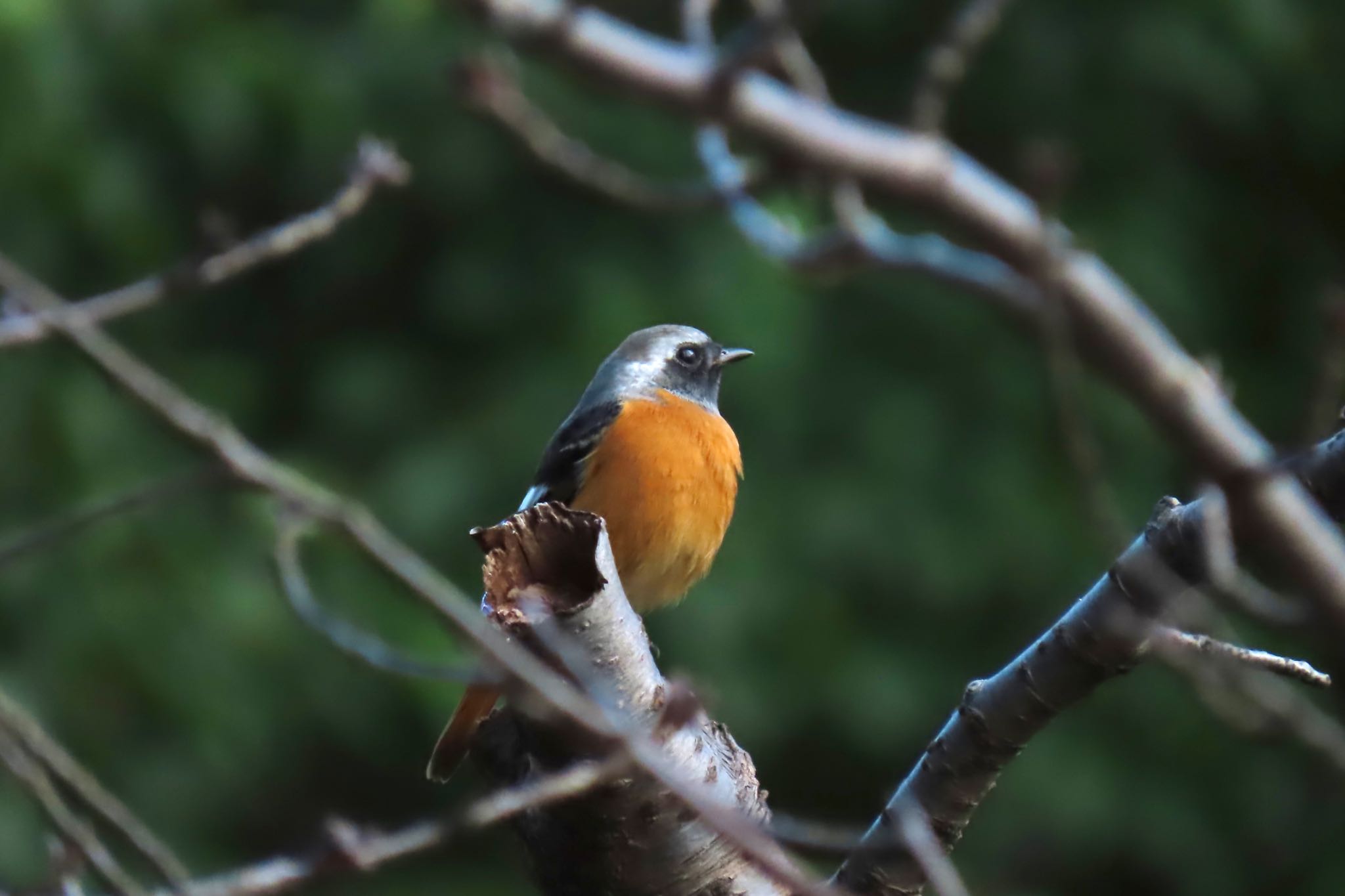 鶴舞公園(名古屋) ジョウビタキの写真