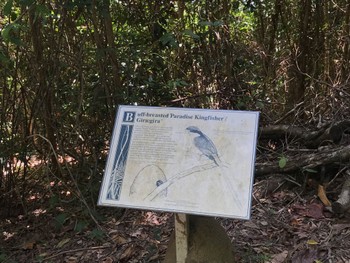 未同定 Mount Whitfield Conservation Park(Cairns) 2022年10月11日(火)