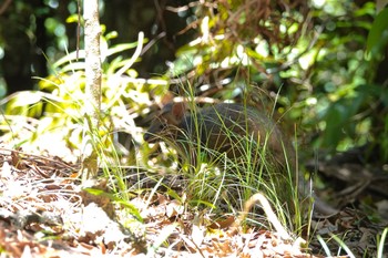 Unknown Species Mount Whitfield Conservation Park(Cairns) Tue, 10/11/2022