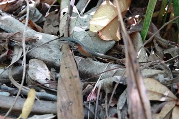 未同定 Cattana Wetlands(Cairns) 2022年10月9日(日)