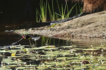 トサカレンカク Cattana Wetlands(Cairns) 2022年10月9日(日)