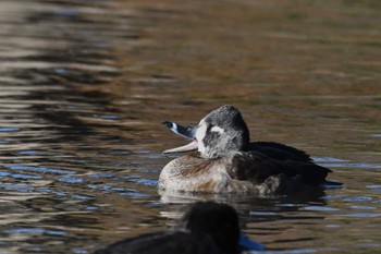 Ring-necked Duck Kodomo Shizen Park Mon, 12/12/2022