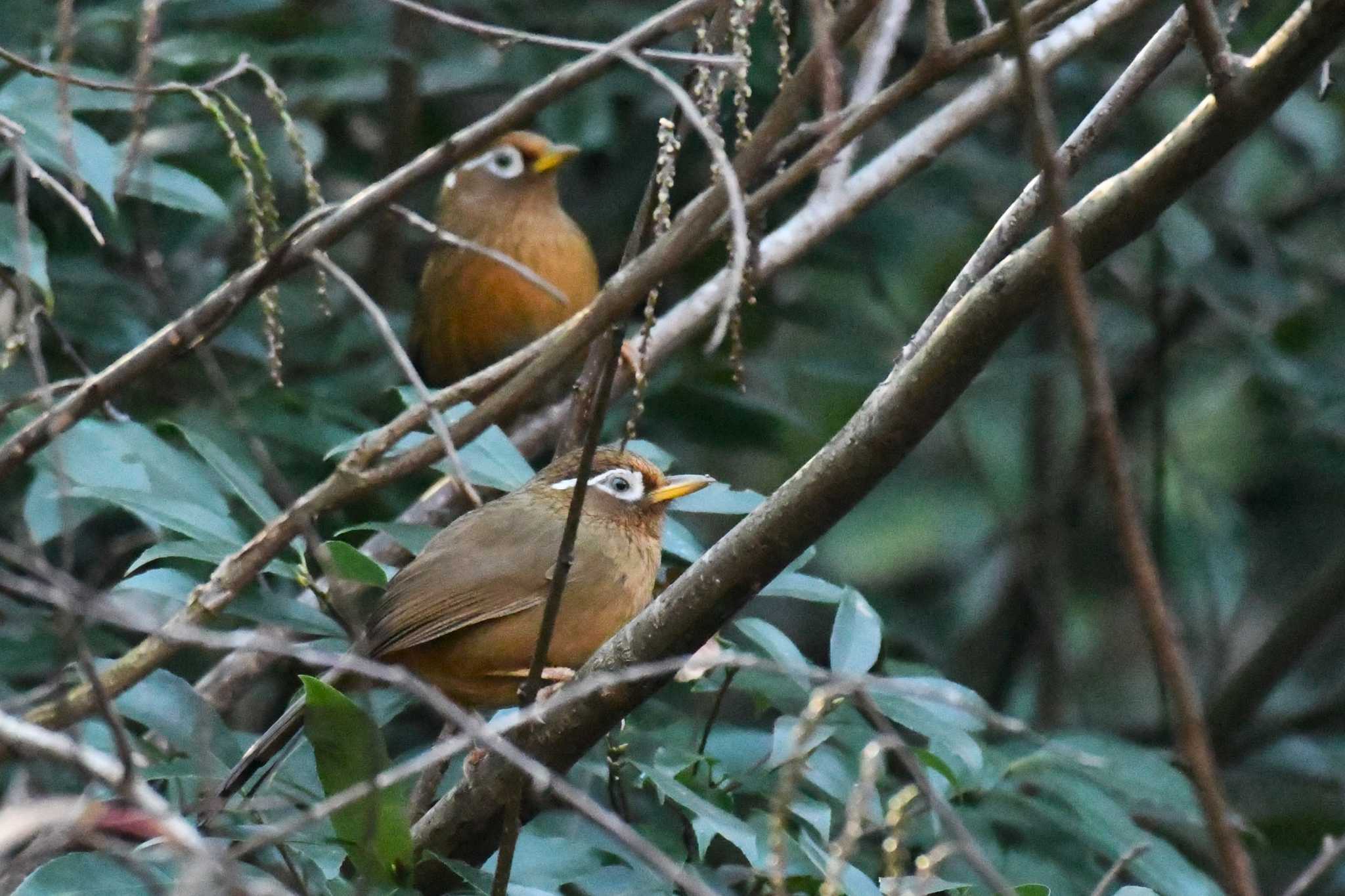 こども自然公園 (大池公園/横浜市) ガビチョウの写真