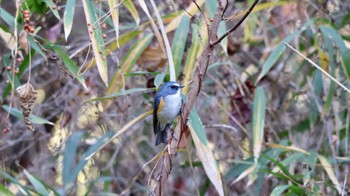 Red-flanked Bluetail Arima Fuji Park Mon, 12/12/2022