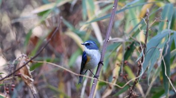 Red-flanked Bluetail Arima Fuji Park Mon, 12/12/2022