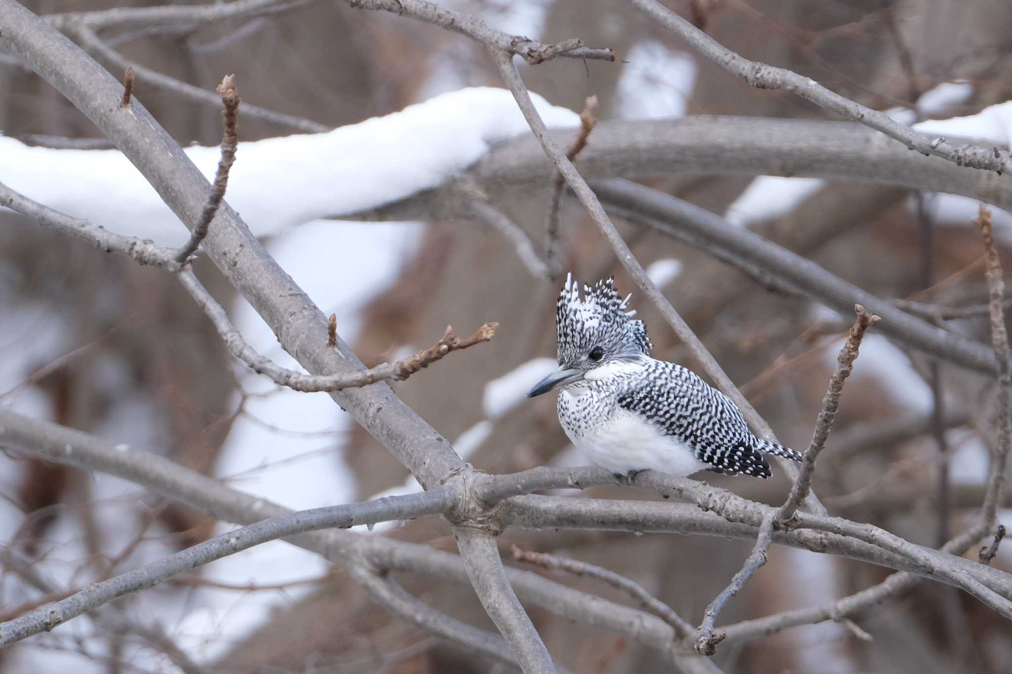 Photo of Crested Kingfisher at Makomanai Park by toru