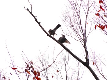 2022年12月13日(火) 平和の森公園、妙正寺川の野鳥観察記録