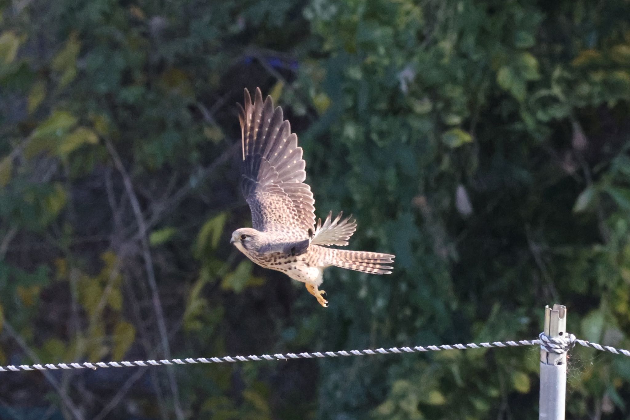 相模原沈殿池 チョウゲンボウの写真