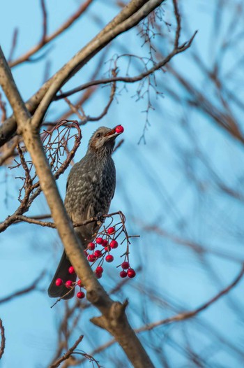 Brown-eared Bulbul Miyagi Kenminnomori Sun, 12/11/2022