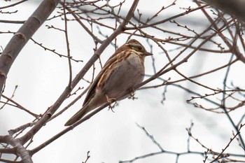 Rustic Bunting Miyagi Kenminnomori Tue, 12/13/2022