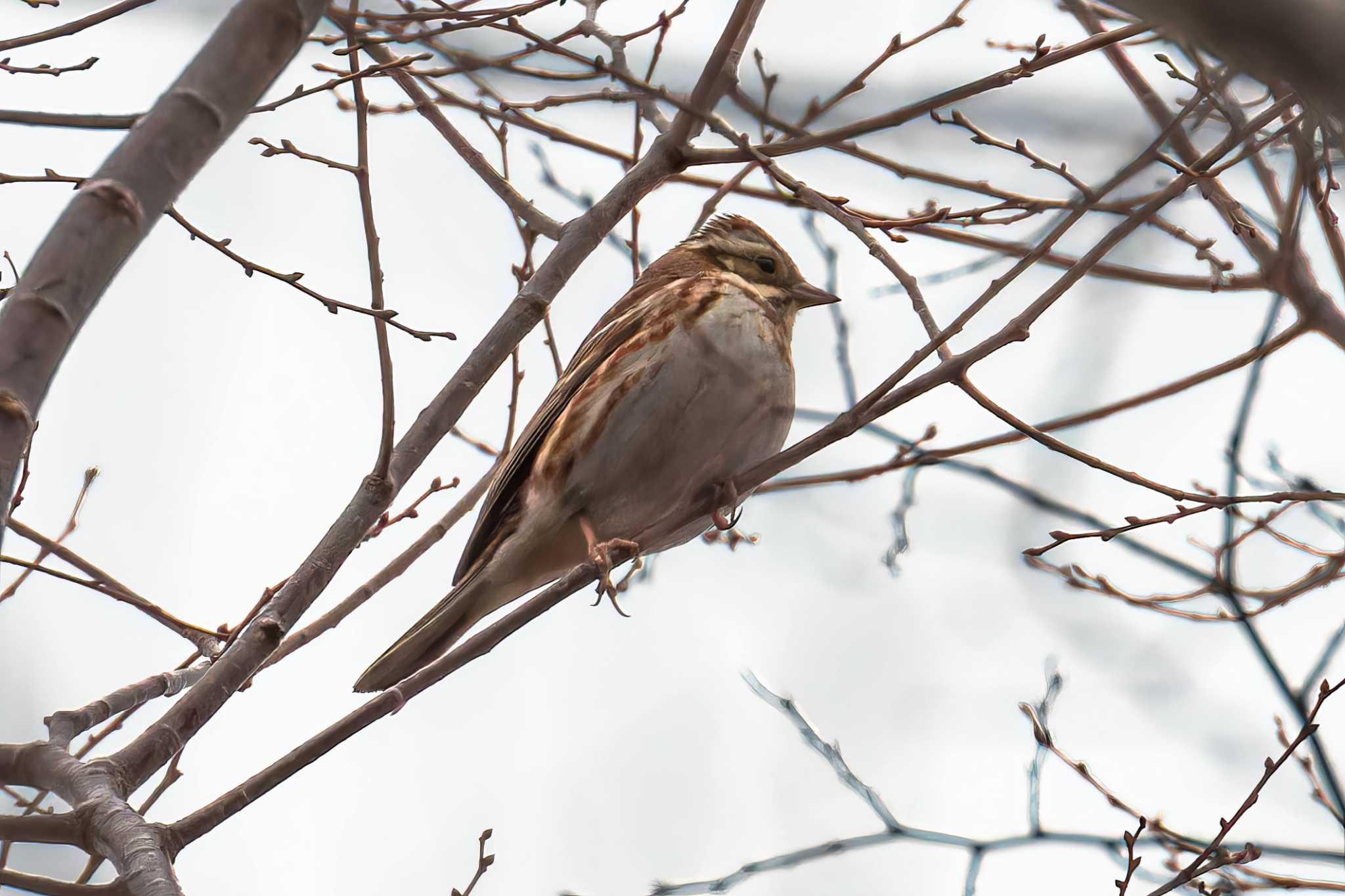 Photo of Rustic Bunting at Miyagi Kenminnomori by LeoLeoNya