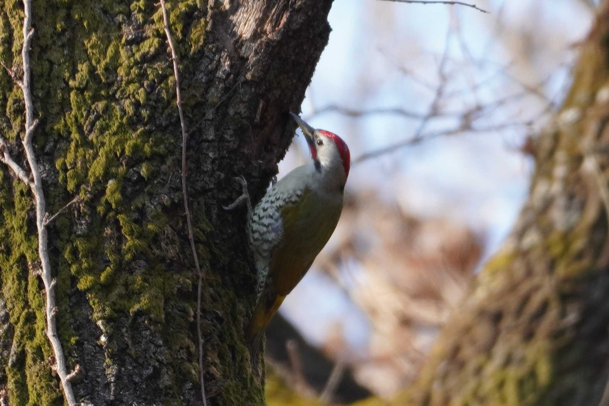 小宮公園(八王子) アオゲラの写真