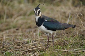 Northern Lapwing 潟ノ内(島根県松江市) Tue, 12/13/2022