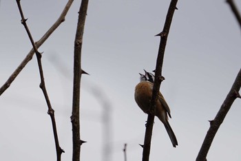 Meadow Bunting 道場 Fri, 3/9/2018