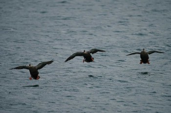 Eastern Spot-billed Duck 恵曇漁港 Tue, 12/13/2022