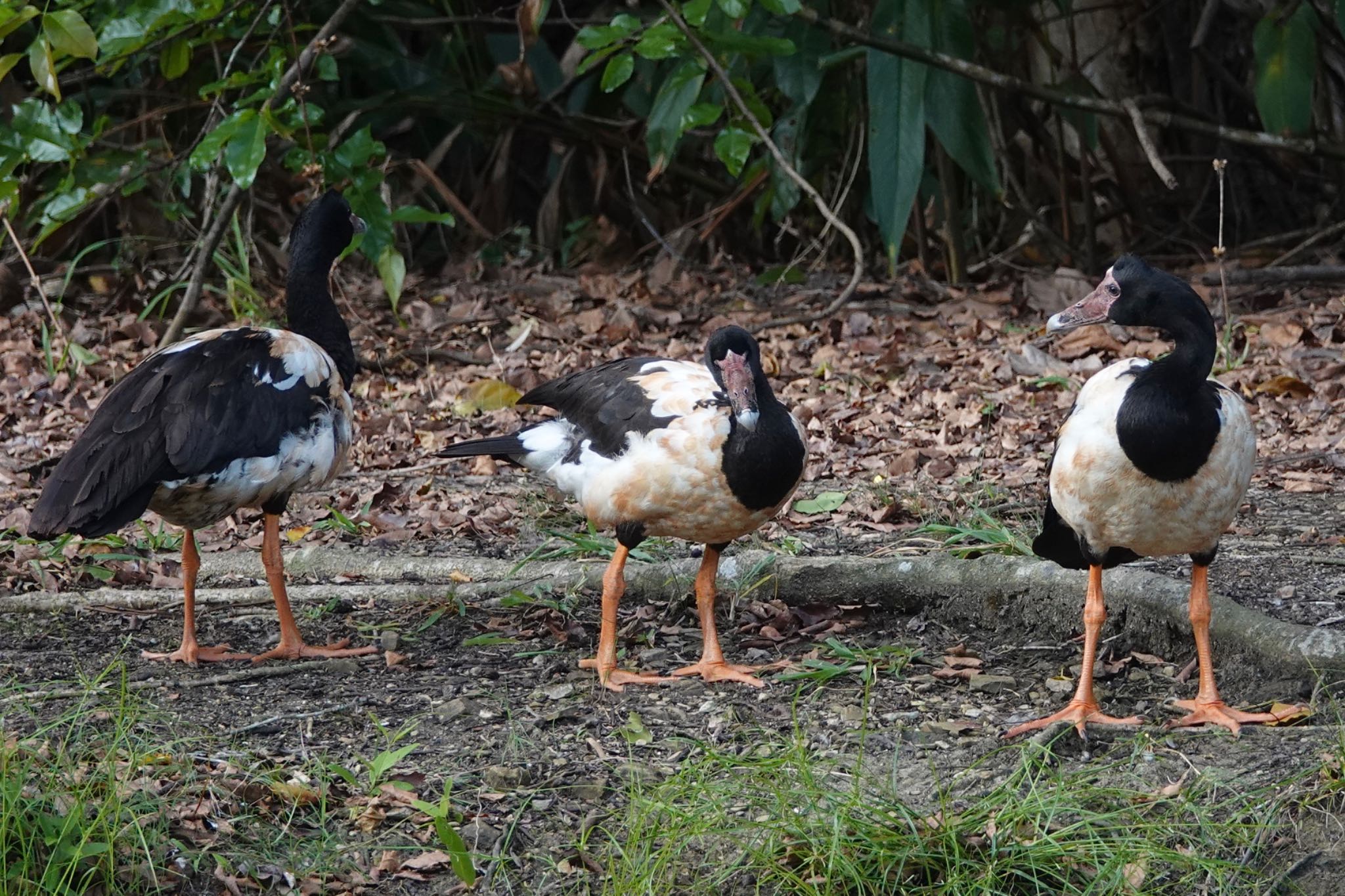 Magpie Goose