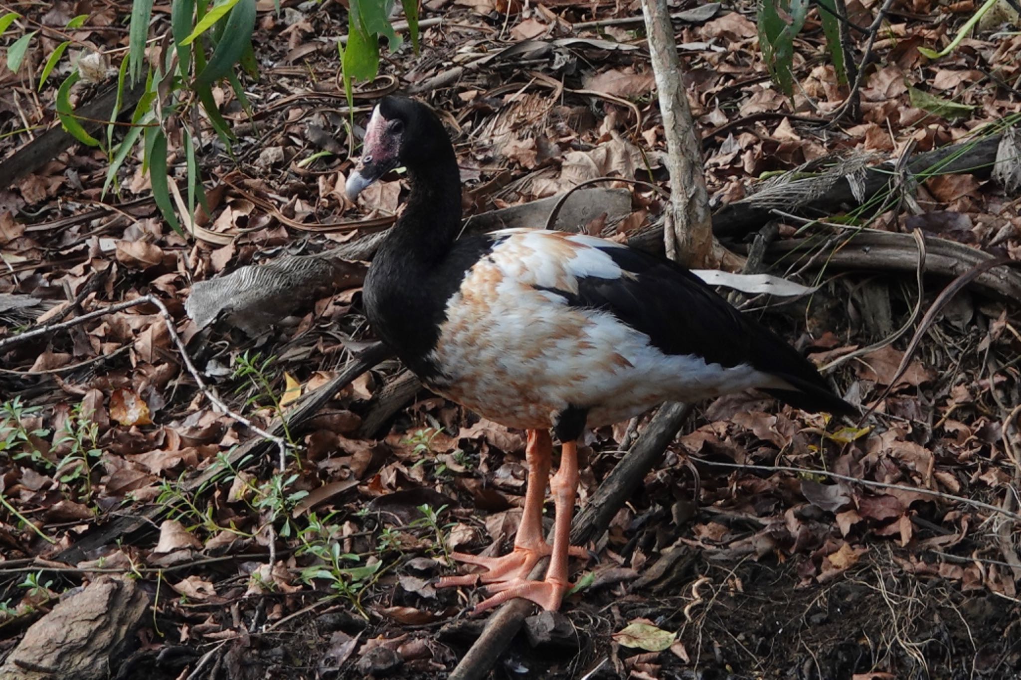 Magpie Goose