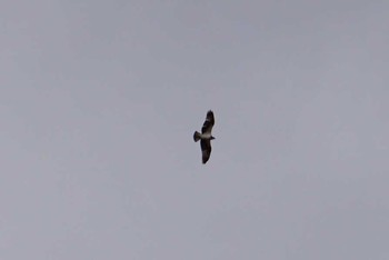 Osprey 道場 Fri, 3/9/2018