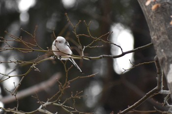 Long-tailed tit(japonicus) Makomanai Park Wed, 11/30/2022