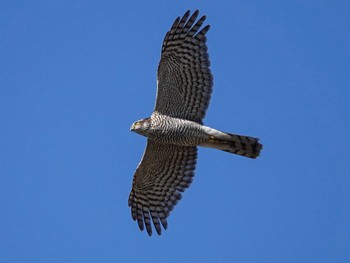 Eurasian Sparrowhawk 兵庫県西宮市 Fri, 11/18/2022