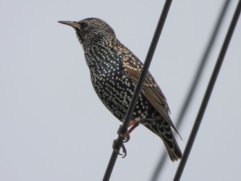 ホシムクドリ 湖北野鳥センター 2022年11月17日(木)