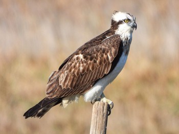 ミサゴ 大阪南港野鳥園 2022年11月27日(日)