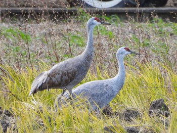 Sandhill Crane 滋賀県守山市 Fri, 12/2/2022