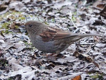 Japanese Accentor 六甲山 Sat, 11/12/2022