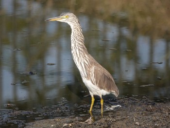 Chinese Pond Heron 兵庫県明石市 Fri, 11/11/2022