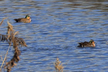 Baikal Teal 浮島ヶ原自然公園 Fri, 12/9/2022