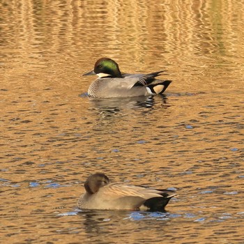 Falcated Duck 浮島ヶ原自然公園 Fri, 12/9/2022