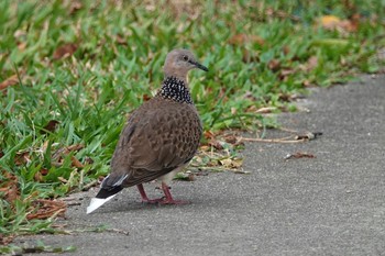 Spotted Dove ケアンズ Tue, 10/11/2022