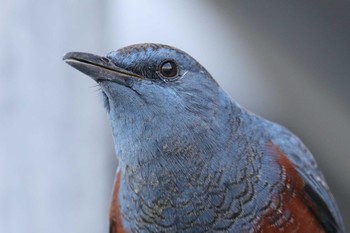 Blue Rock Thrush Unknown Spots Sun, 1/14/2018