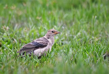 Rosy Starling 沖縄県 Sun, 11/6/2022