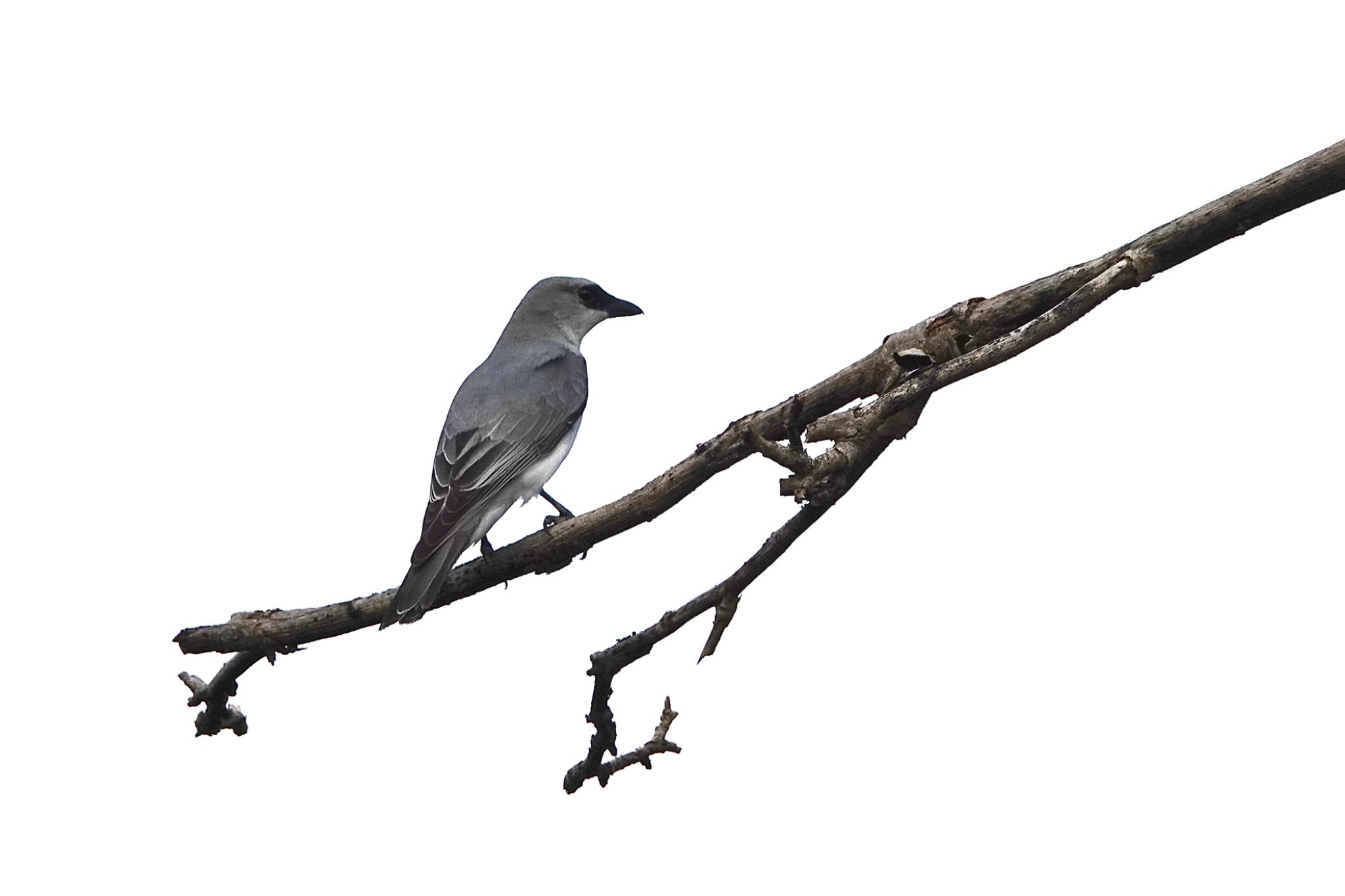 White-bellied Cuckooshrike