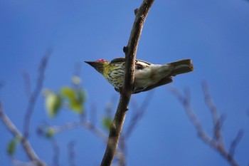 Australasian Figbird ケアンズ Tue, 10/11/2022