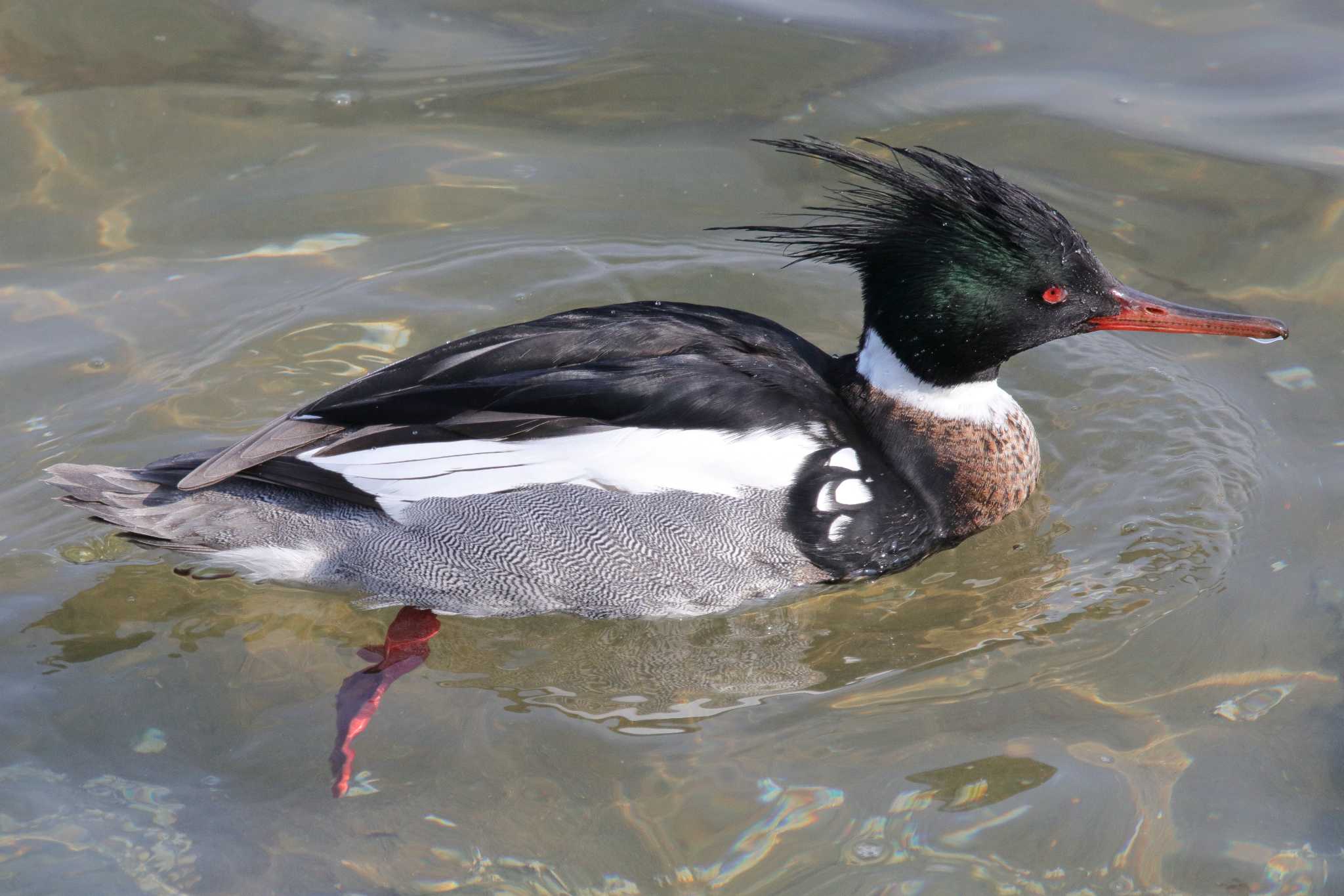 Photo of Red-breasted Merganser at  by みっちー