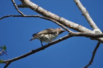 Australasian Figbird ケアンズ Tue, 10/11/2022