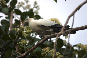 Torresian Imperial Pigeon ケアンズ Tue, 10/11/2022