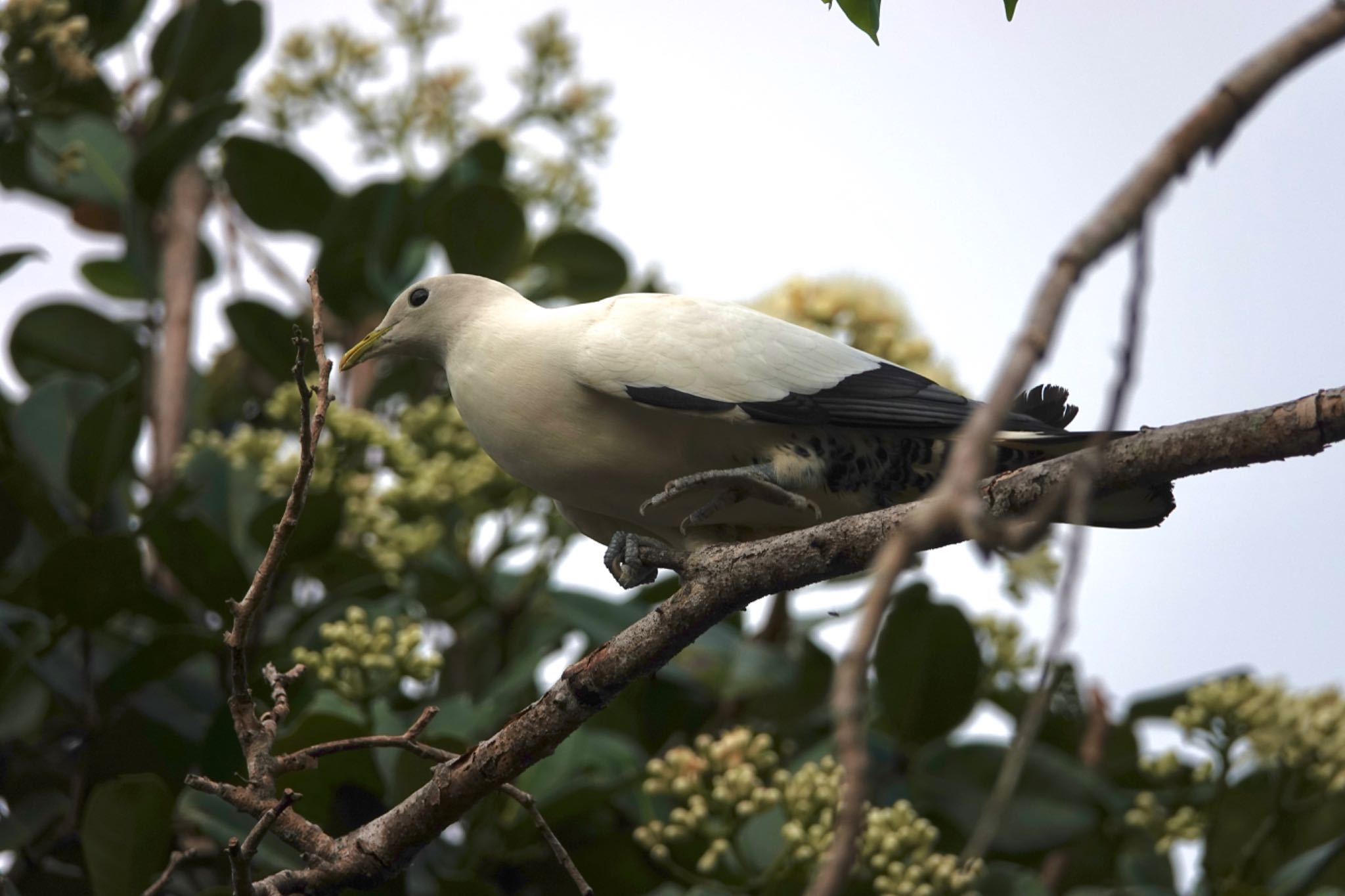 Torresian Imperial Pigeon