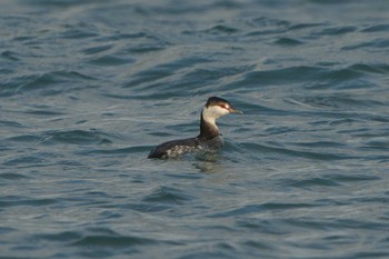 2022年12月3日(土) 野付半島の野鳥観察記録