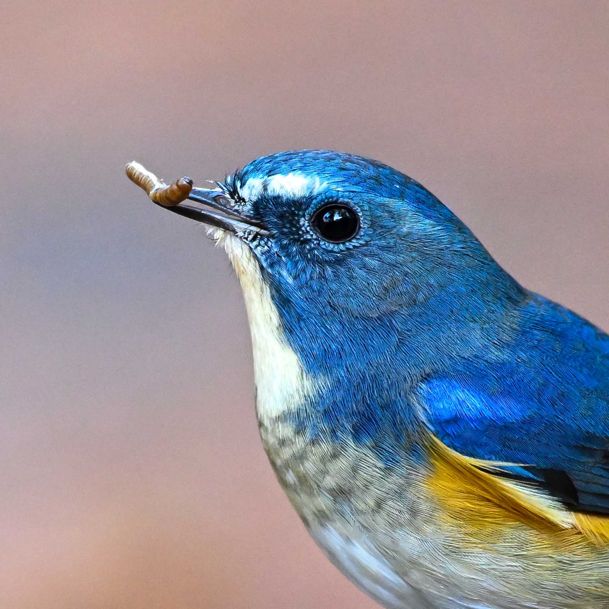 Photo of Red-flanked Bluetail at 庚申山総合公園 by Yokai