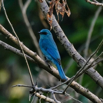 ロクショウヒタキ Khao Mai Keao Reservation Park 2022年12月11日(日)