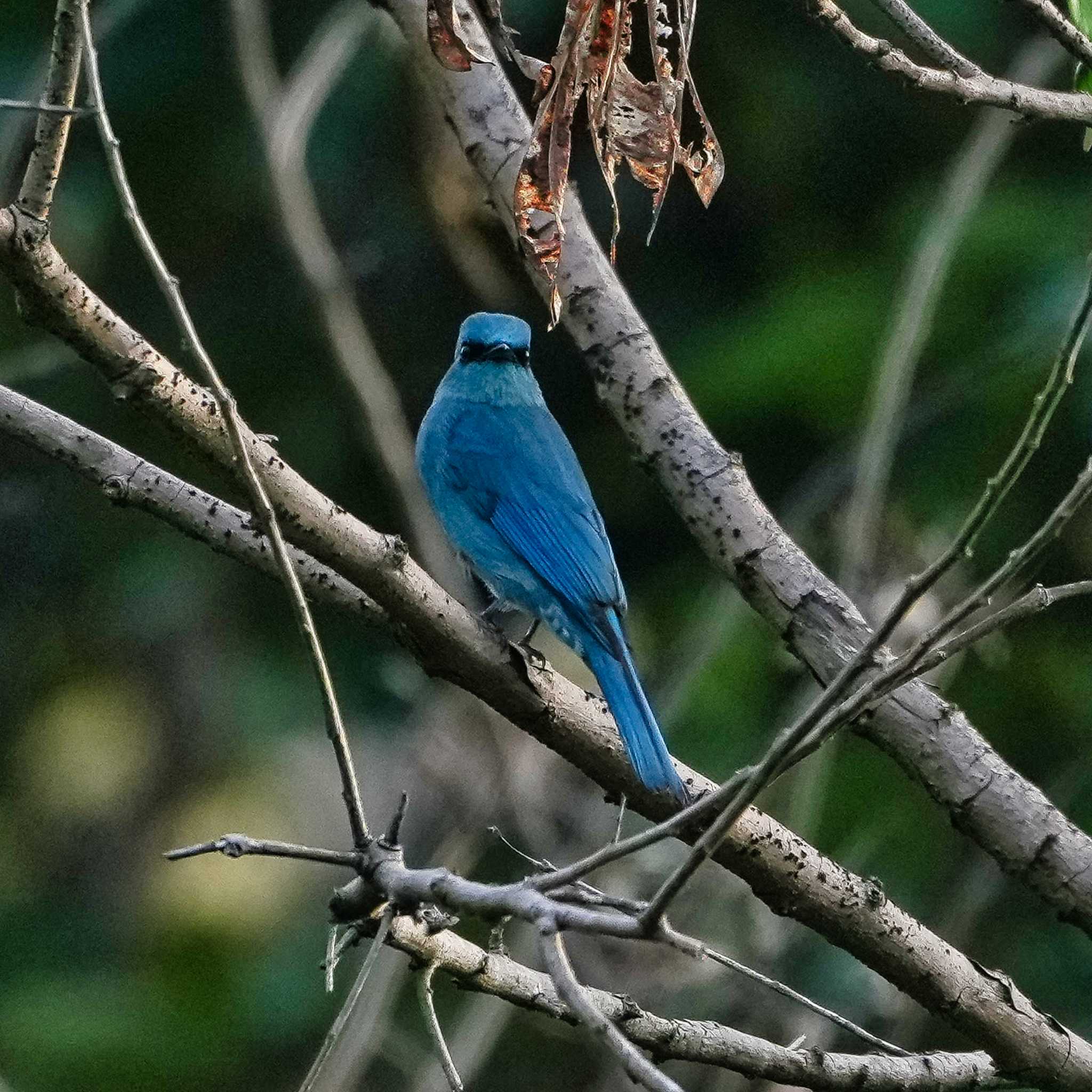 Verditer Flycatcher