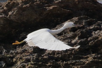 Pacific Reef Heron Unknown Spots Mon, 1/15/2018