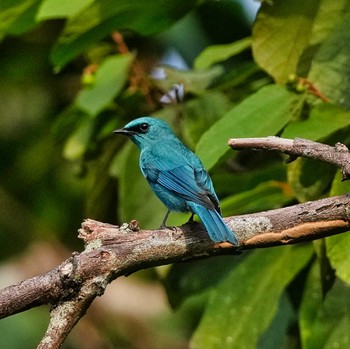 2022年12月11日(日) Khao Mai Keao Reservation Parkの野鳥観察記録