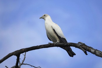 Torresian Imperial Pigeon ケアンズ Tue, 10/11/2022