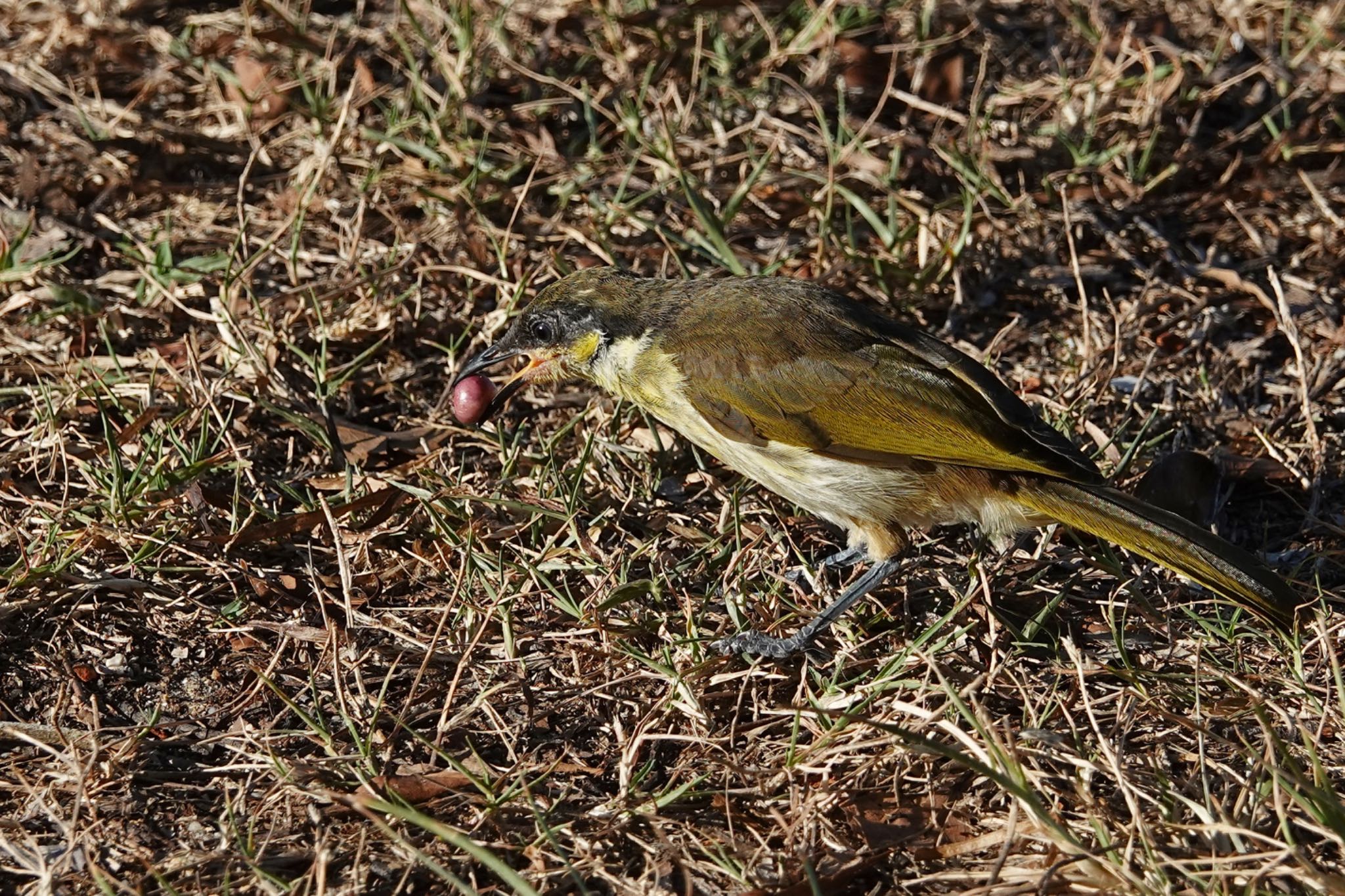 Varied Honeyeater